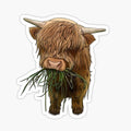 Baby highland cow