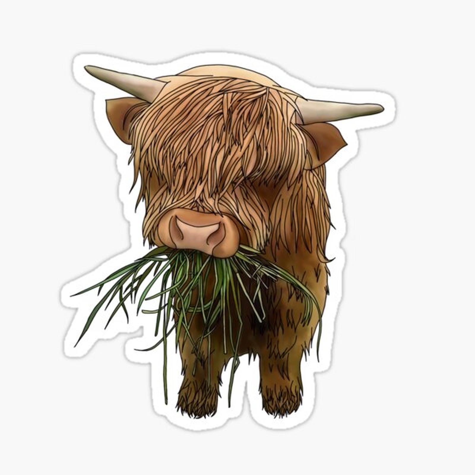 Baby highland cow