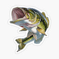 Bass Fishing