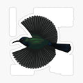 Bird Palestine Sunbird Description