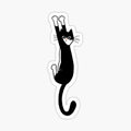 Black and White Cat Hanging On _ Funny Tuxedo Cat