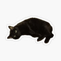 Black Cat