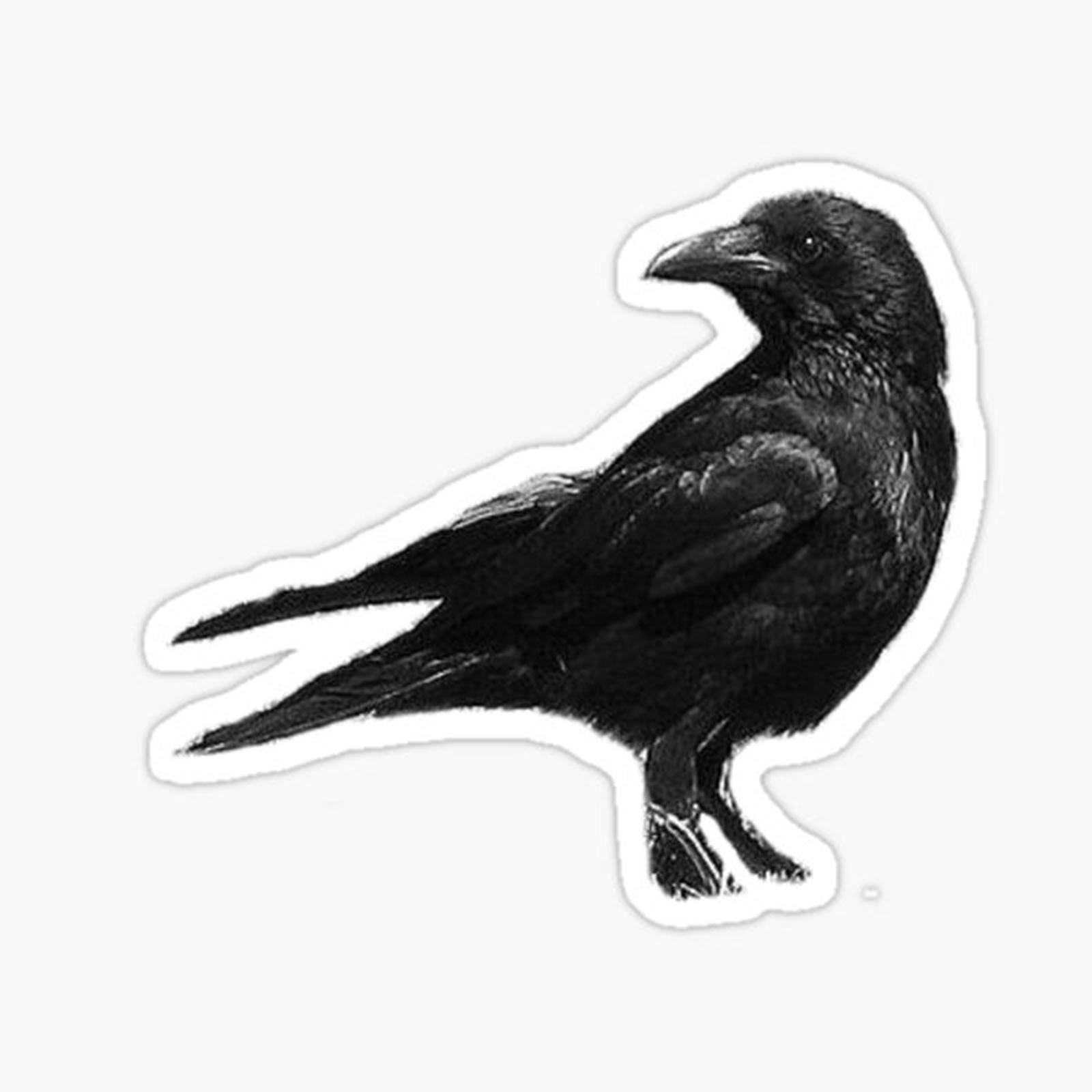 Black Crow