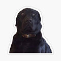 STARE DOGGO MEME