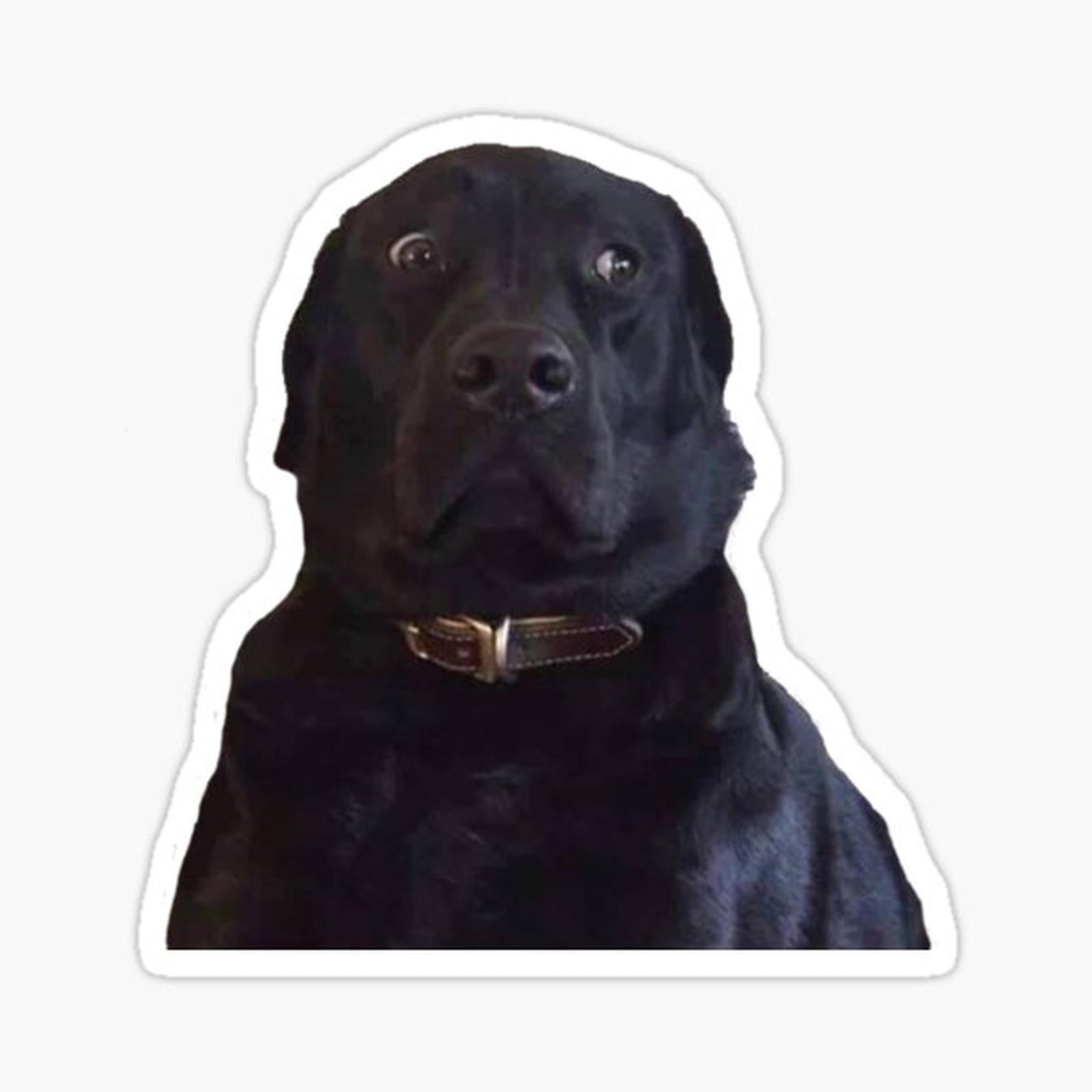 STARE DOGGO MEME
