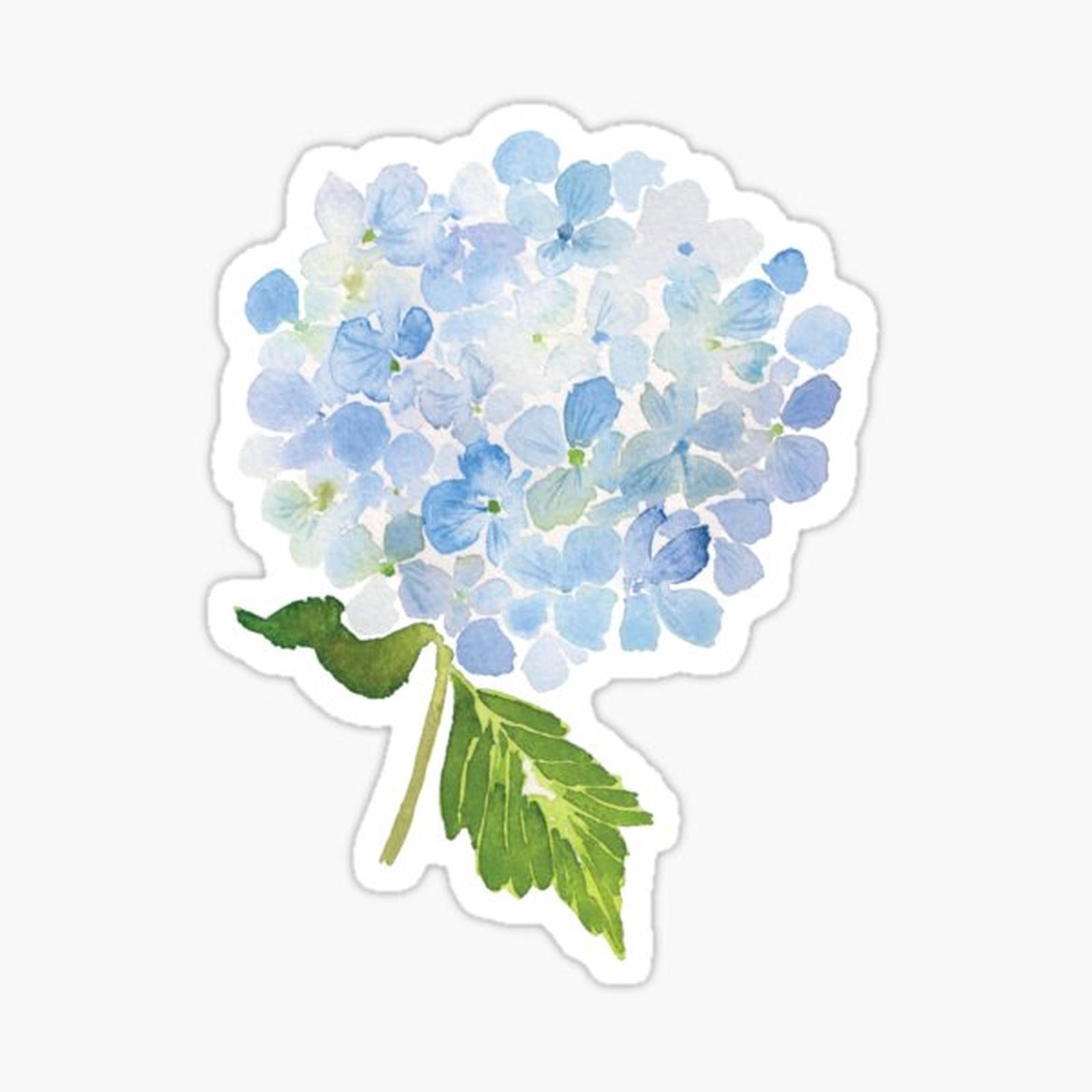 Blue hydrangea watercolor flower