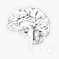 Brain Black_White