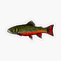 Brook Trout