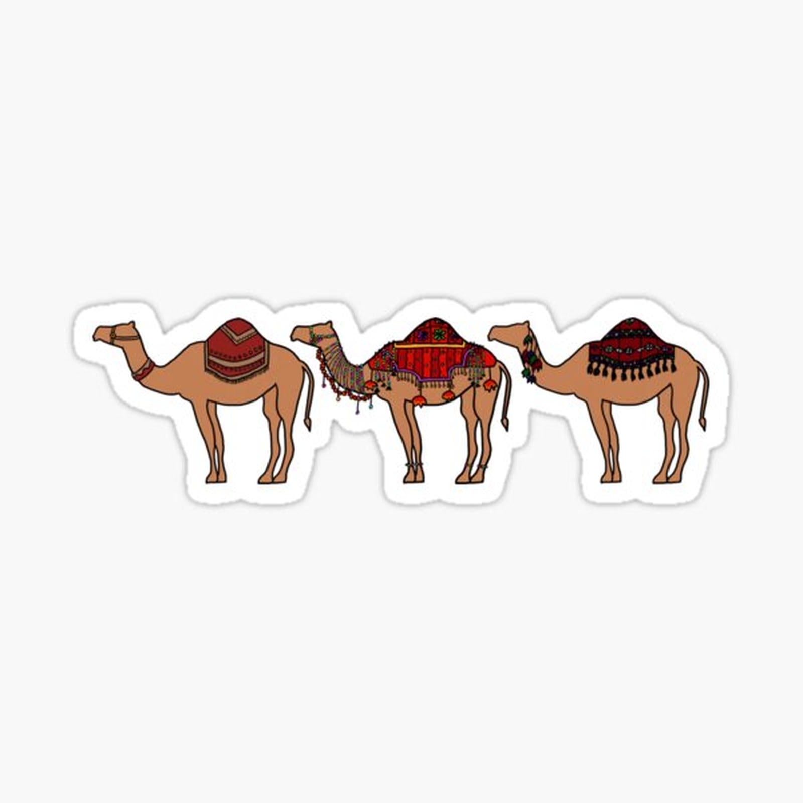 Camels of the World