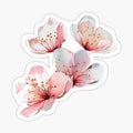 Cherry Blossoms