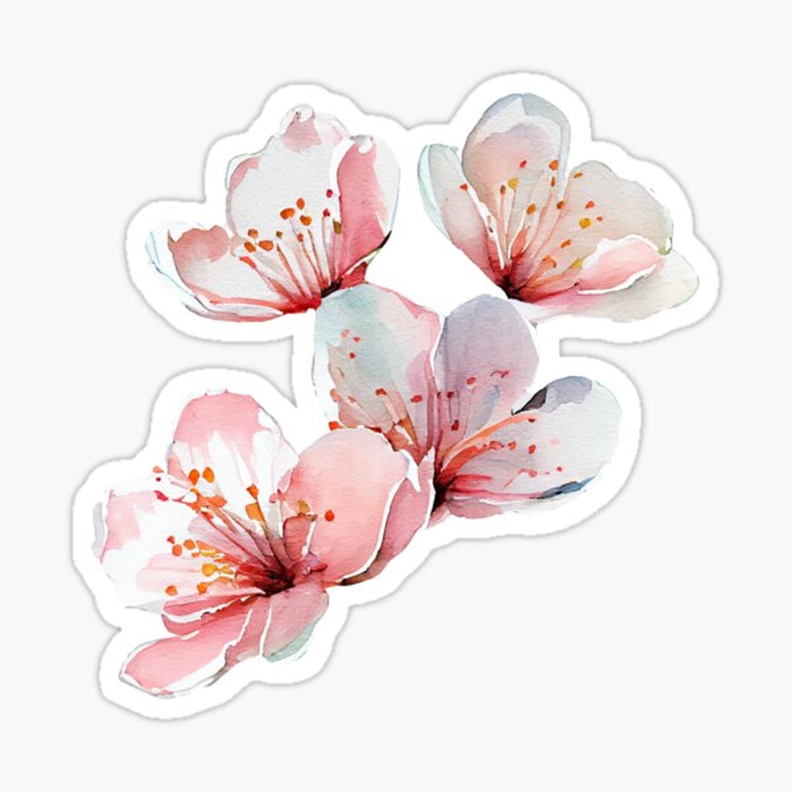Cherry Blossoms