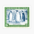 Chile Penguin