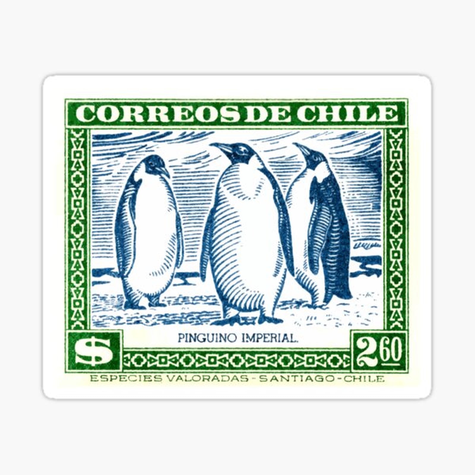 Chile Penguin