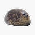 Chubby Seal