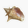 conch shell