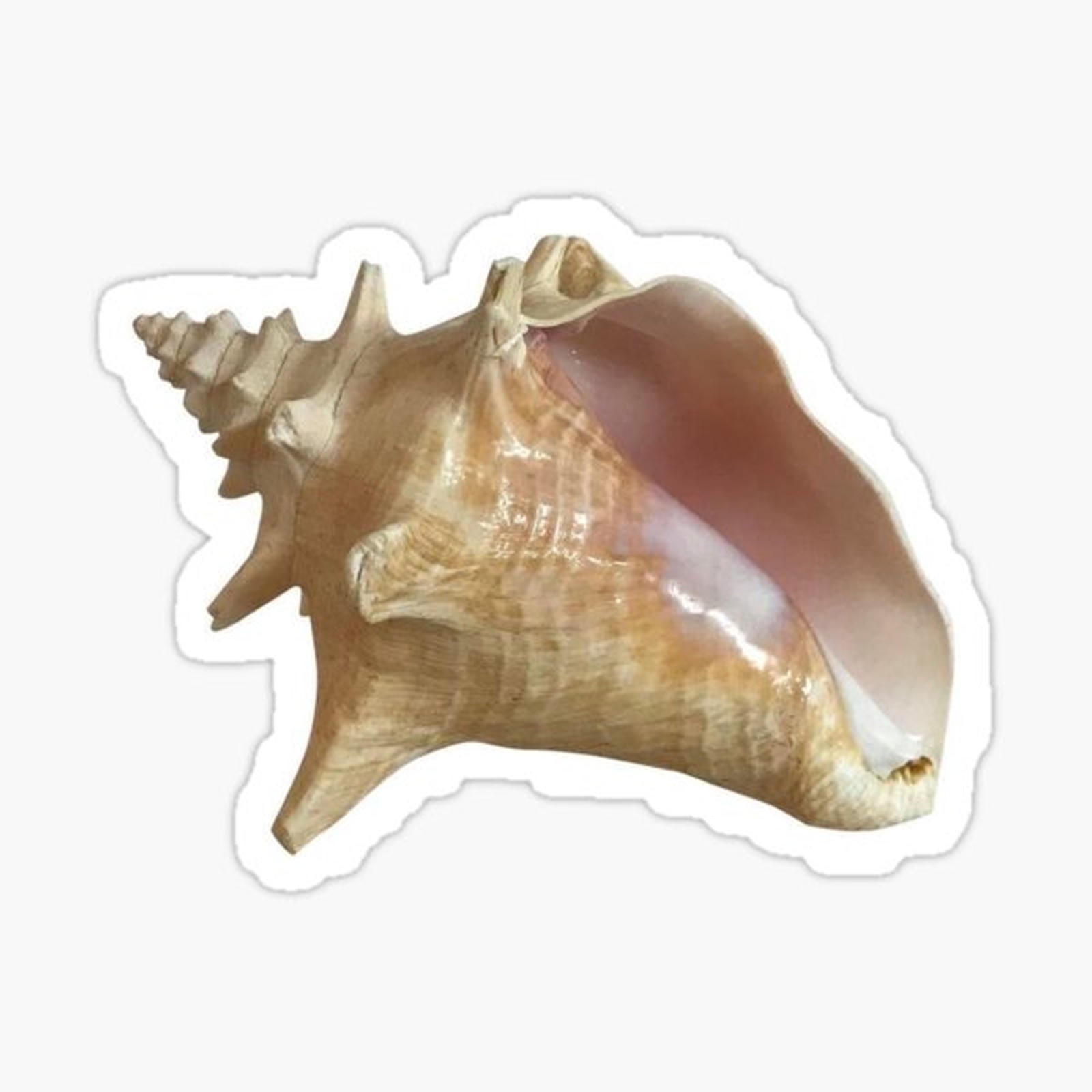 conch shell