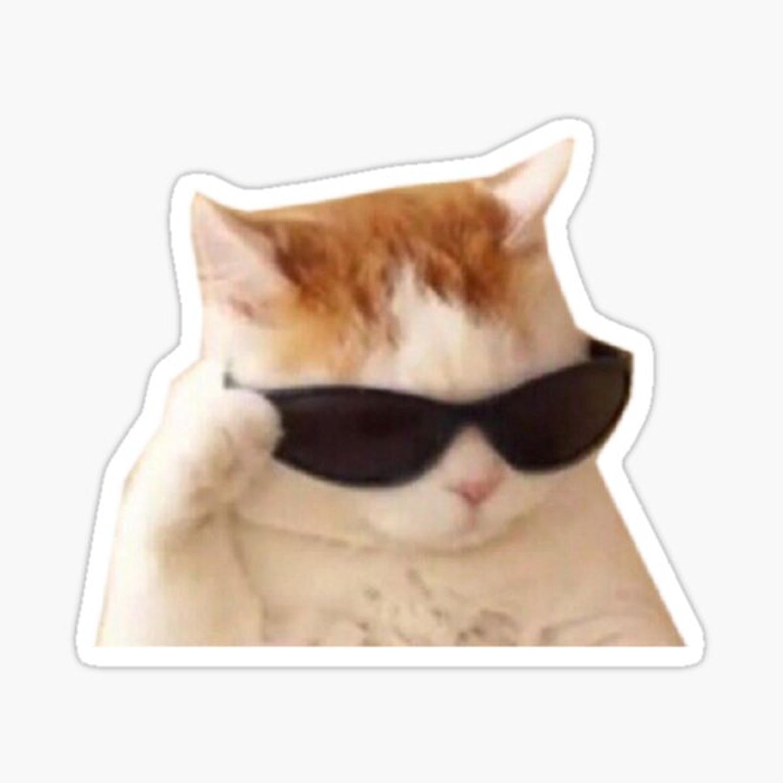 cool cat meme