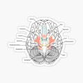Cranial Nerves