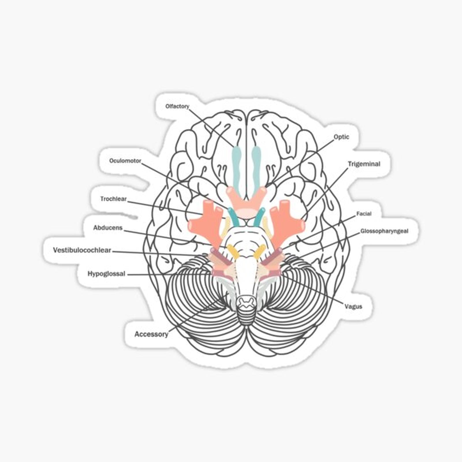 Cranial Nerves