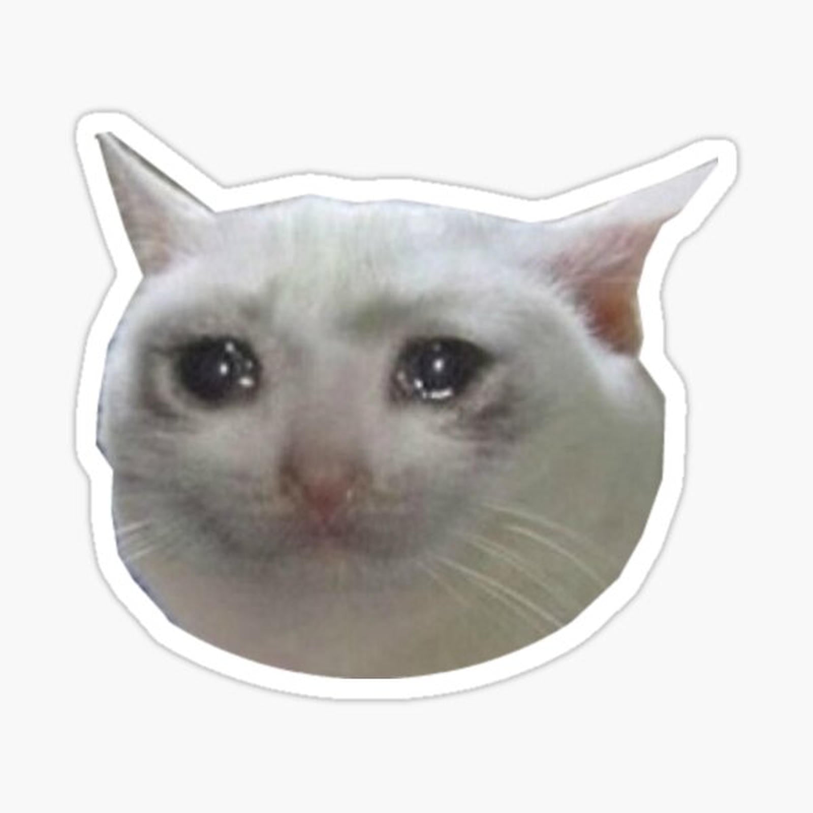 crying cat . jpg