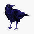 Curious Crow