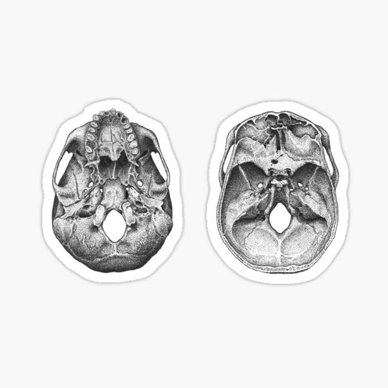 Cutaway skull, top and bottom