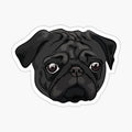 Cute black pug portrait