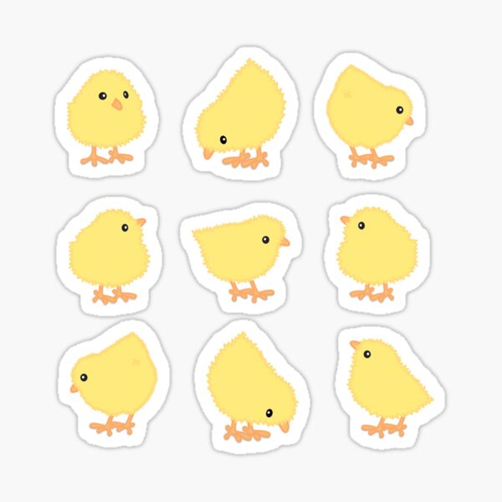 Cute fluffy chick