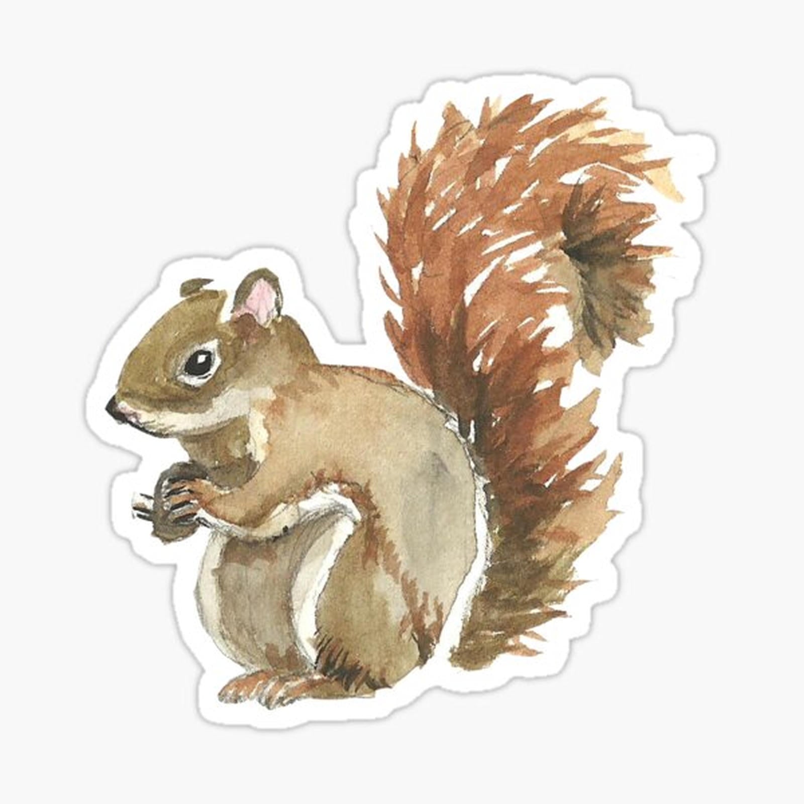Cute Squirrel Design