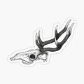 Deer Stag Skull