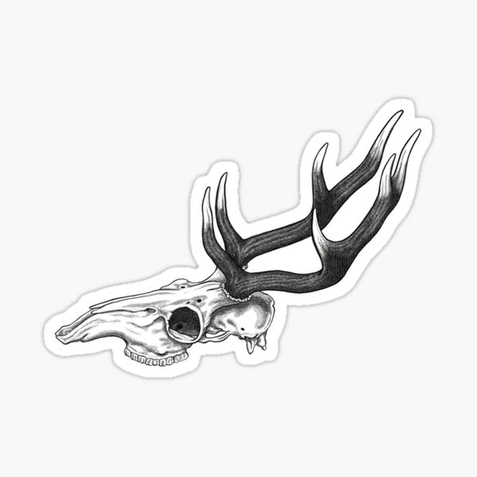 Deer Stag Skull