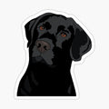 Duke the Lab