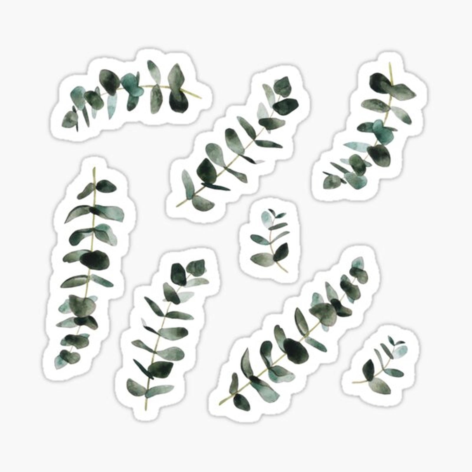 Eucalyptus Pack
