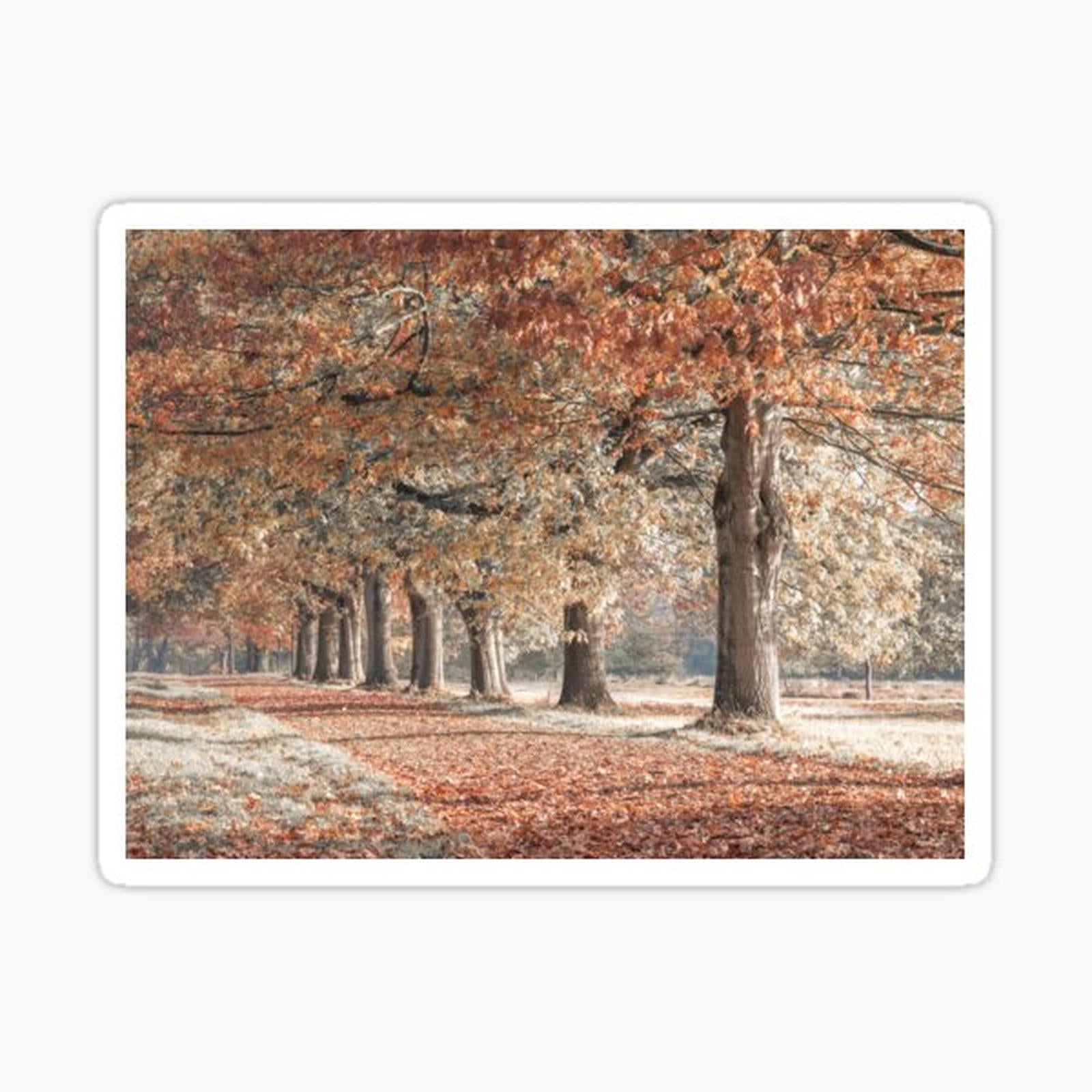 Fall Splendor