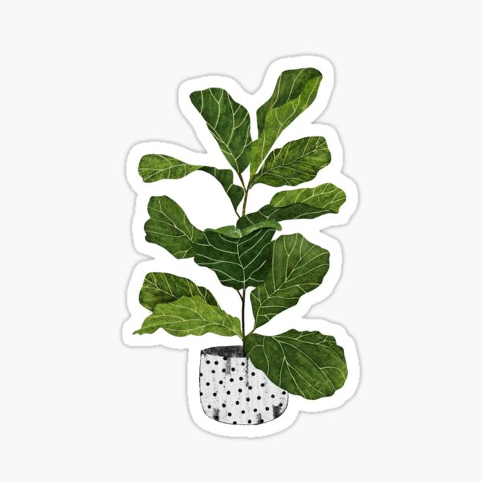 Fiddle leaf fig tree interior plant