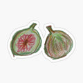 Fig illustration