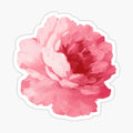 Flower pink peony