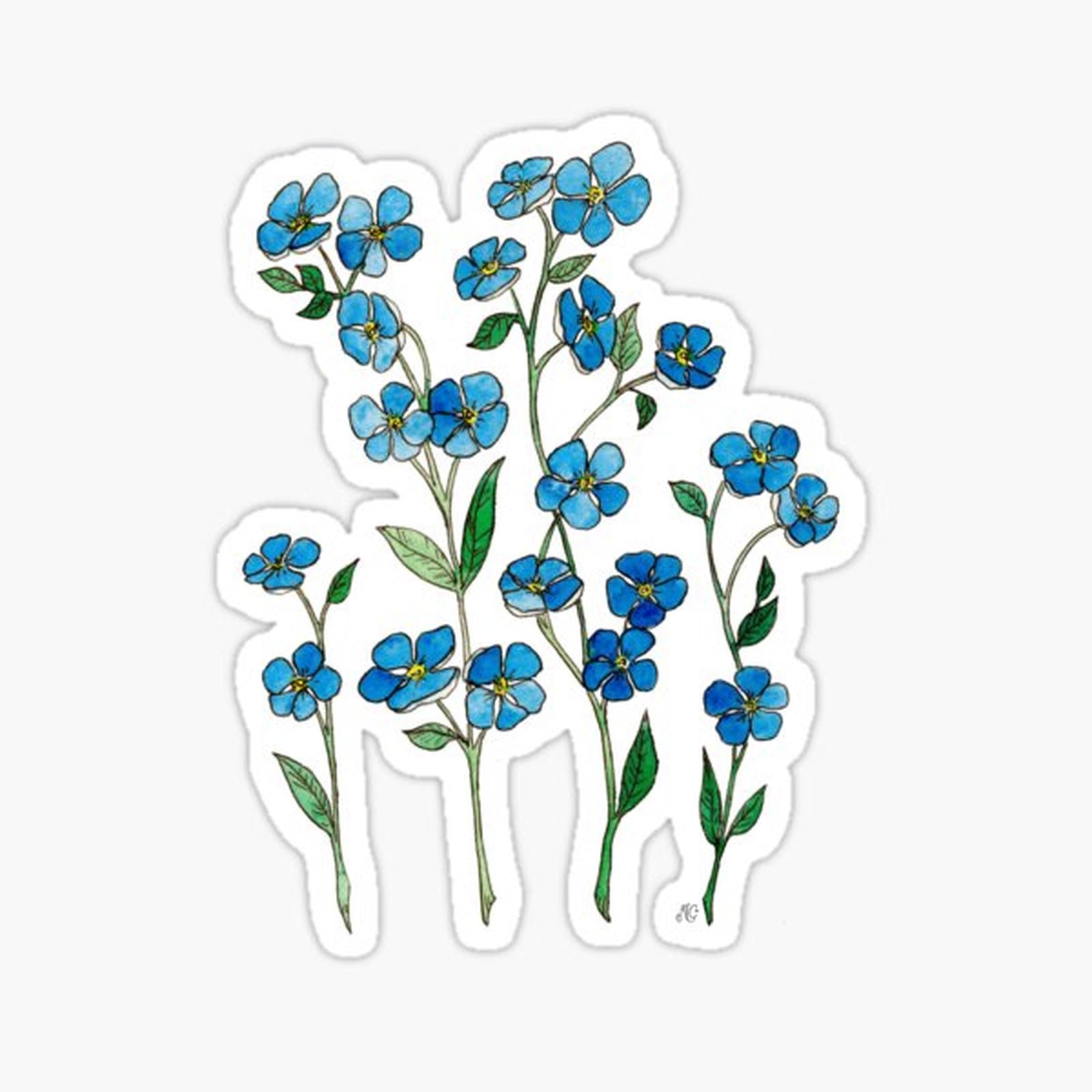 Forget Me Not Botanical Illustration