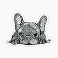 French Bulldog Puppy