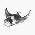 Giant Oceanic Manta Ray