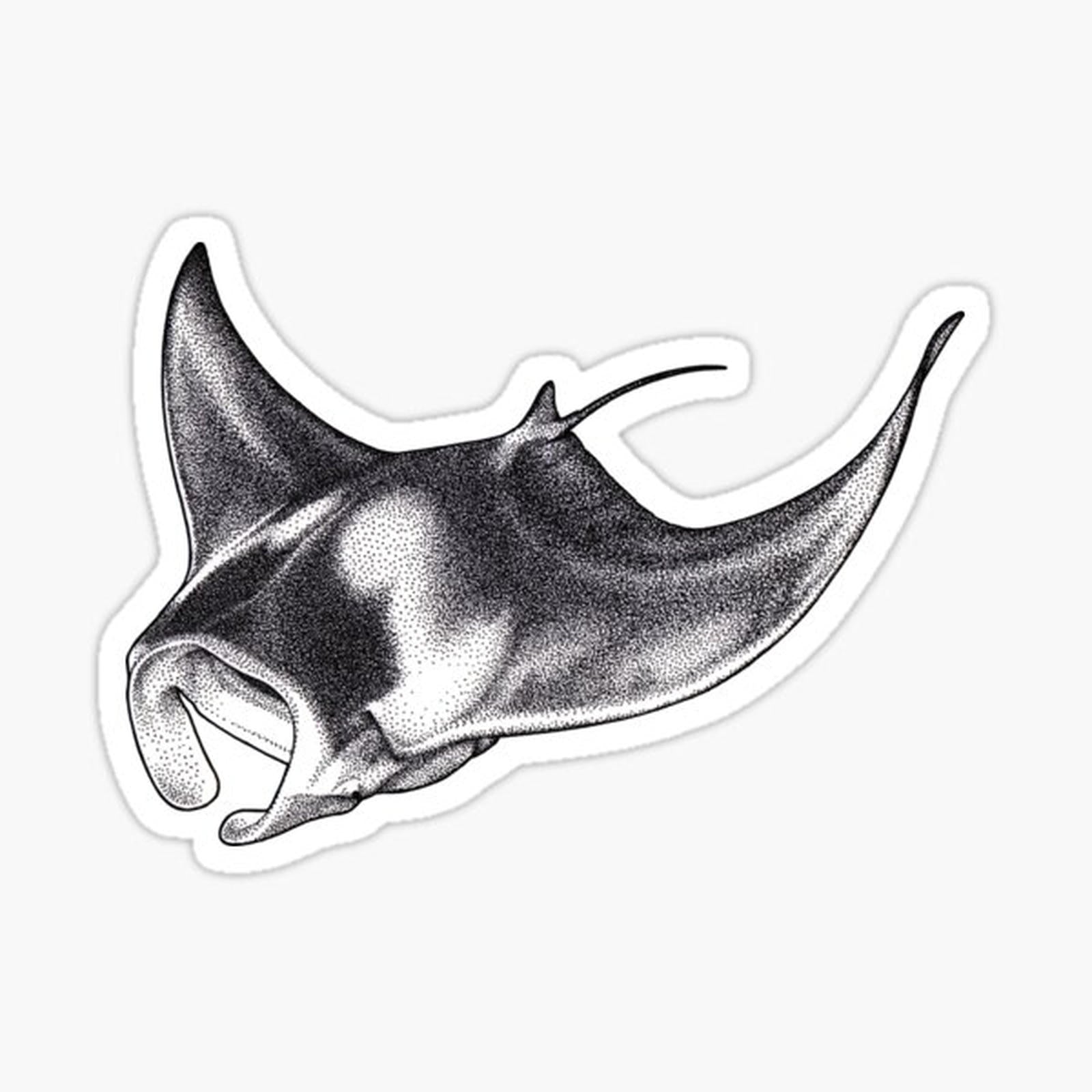 Giant Oceanic Manta Ray