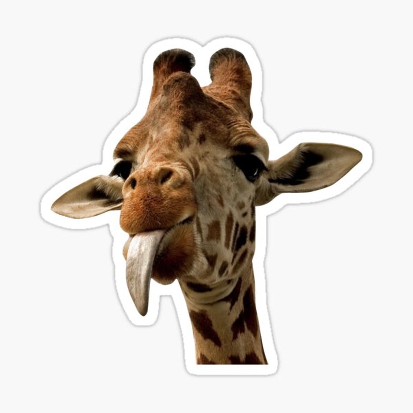 Giraffe with Cute Tongue!