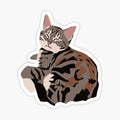 Gray Tabby Kitty