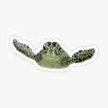 Green sea turtle