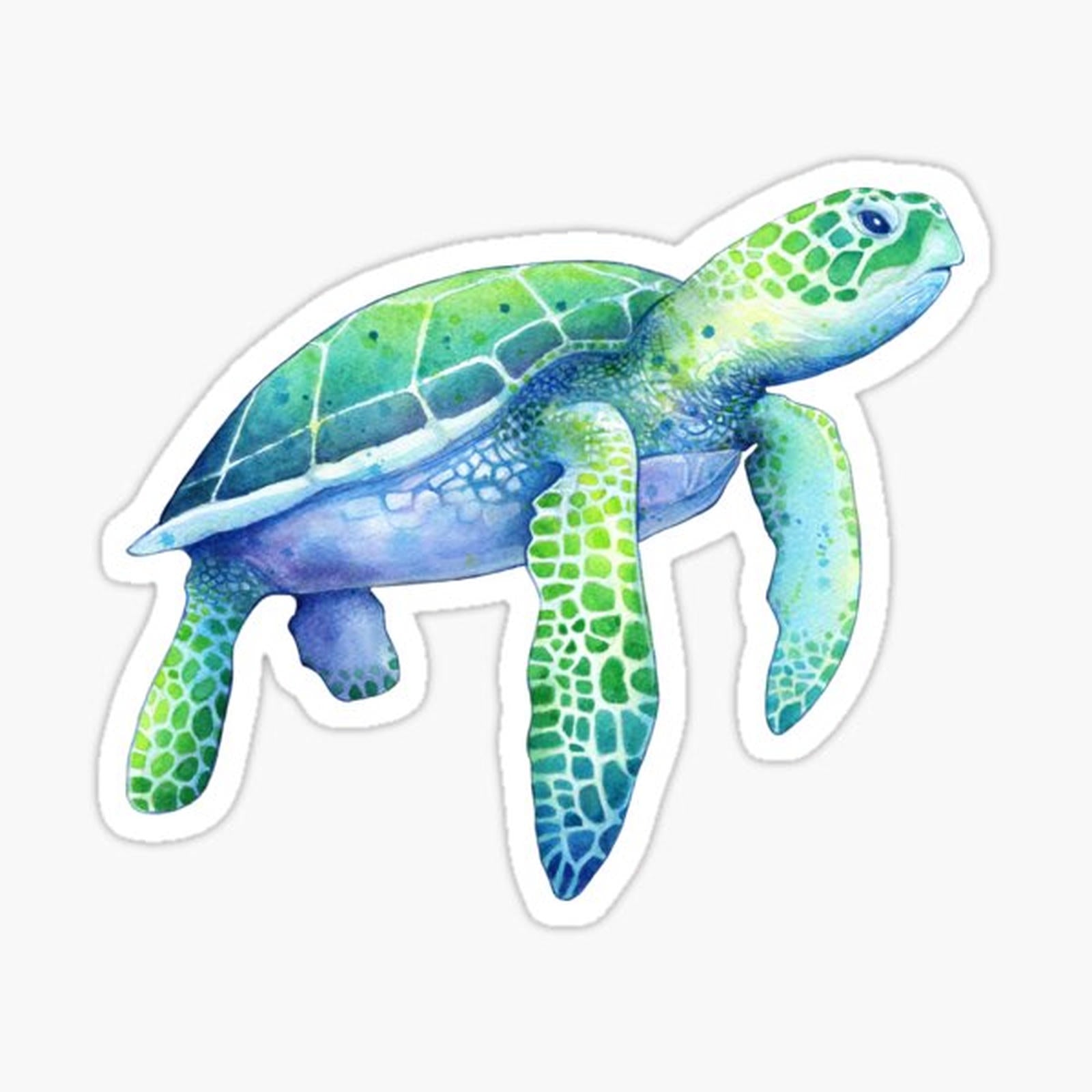 Green Sea Turtle