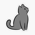 Grey kitten