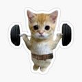 Gym Cat Squat
