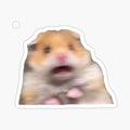 hamster meme