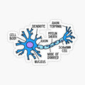 Hand Drawn Neuron Diagram