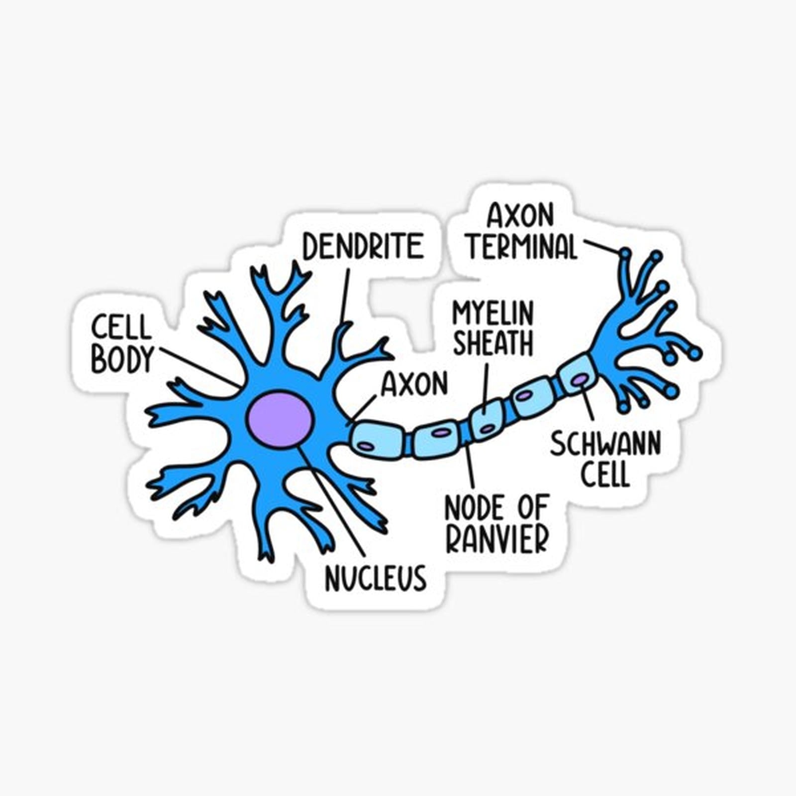 Hand Drawn Neuron Diagram